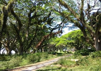 Mau Rasakan Sensasi di Negeri Dongeng? Yuk, Datang ke Hutan De Djawatan