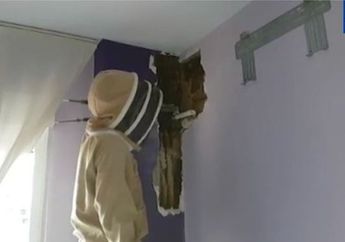 2 Tahun Mendengar Suara Bising, Pasangan Suami Istri ini Temukan Hal Mengerikan di Balik Dinding Rumahnya