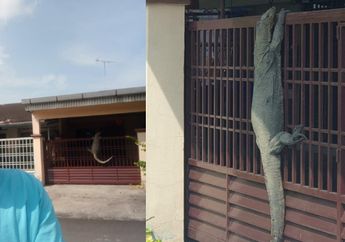 Seorang Pria Kaget Saat Melihat Makhluk Ini Sedang Memanjat Pagar Rumahnya!