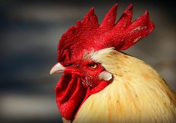 Dianggap Timbulkan Polusi Suara, Seekor Ayam Jantan Dilaporkan ke Pengadilan Oleh Sepasang Pensiunan