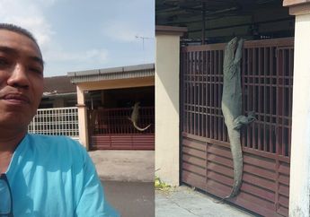 Bagikan Foto Biawak Raksasa Panjat Pagar Rumahnya, Unggahan Pria Malaysia ini Viral