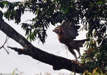 Keberadaan Sang Garuda Kembali Ditemukan di Taman Nasional Gunung Gede Pangrango