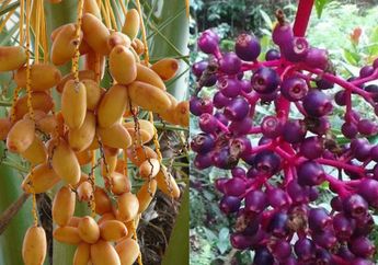 Tak Kalah Mujarab dari Kurma Muda, Inilah Buah Parijoto, Warisan Sunan Muria yang Khasiatnya Bisa Mengatasi Masalah Sulit Hamil