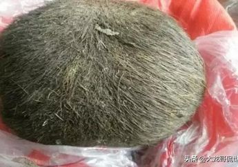 Harganya Capai Rp 56 Miliar, Pria Ini Mendadak Kaya Setelah Temukan Benda Aneh Berbulu Ini, Baru Itu Terjadi Meski Sudah Ternak Babi Bertahun-tahun