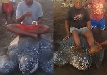 Video Viral Warga Raja Ampat Tunggangi Penyu Belimbing yang Baru Saja Bertelur Jadi Sorotan Dunia