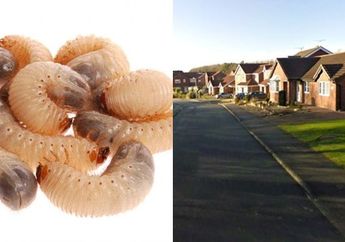 Wanita ini Ditemukan Tewas Akibat Digerogoti Belatung Hidup-Hidup di Rumahnya