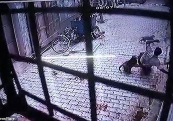 Ngeri! Sekelompok Monyet Tertangkap Kamera Serang Manusia dengan Membabi Buta