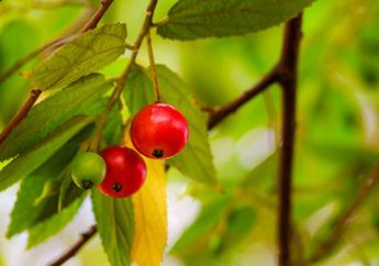 Tumbuh Subur Di Indonesia dan Miliki Segudang Manfaat,  Buah ini Dihargai Hingga Setengah Juta Perkilonya