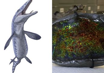 Berniat Cari Batu Permata, Pekerja Tambang ini Justru Temukan Fosil Monster Laut!