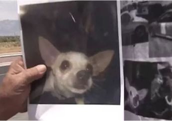 Demi Temukan Anjing Kesayangannya, Seorang Pria Paruh Baya Buka Sayembara Berhadiah Rumah