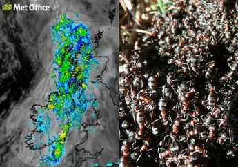 Koloni Semut Terbang Serbu Inggris, Saking Banyaknya Sampai Dikira Badai dan Bisa Terlihat dari Luar Angkasa
