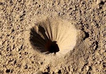 Sering Dijadikan Mainan Waktu Kecil, di Luar Negeri Undur-undur Dijual dengan Harga Rp14 Juta