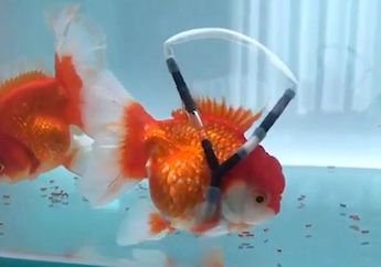 4 Arti Mimpi Menangkap Ikan Emas Menurut Primbon Jawa, Sarat Pertanda Baik, Bawa Hoki Besar hingga Momongan