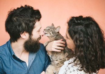 Kabar Gembira untuk Pecinta Kucing! Pelihara Kucing Turunkan Risiko Serangan Jantung