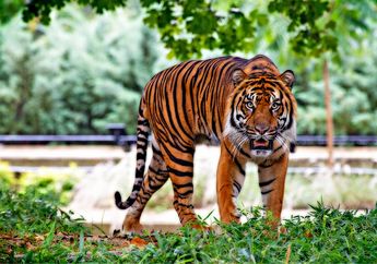 Ternyata Belang Pada Harimau Berfungsi Seperti Sidik Jari Manusia