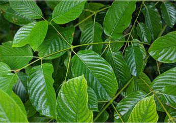 Diusulkan BNN Masuk Daftar Narkotika, Berikut&nbsp;4 Fakta Daun Kratom yang Pernah Sebabkan Seorang Bayi Terlahir Jadi Pecandu hingga Ratusan Orang Meninggal