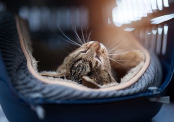 Viral, Tersebar Video Pria Memakan Kucing Hidup-hidup di Kemayoran