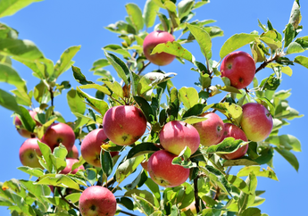 Arti Mimpi Memetik Buah Apel Ternyata Jadi Pertanda Baik Ini Lho, Bakal Dilimpahi Rezeki Melimpah?