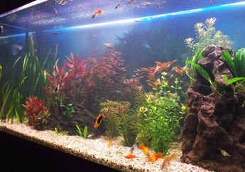 Tidak Membersihkan Akuarium Selama 2 Tahun, Seorang Pria Tak Sengaja Pelihara Hewan Mengerikan ini