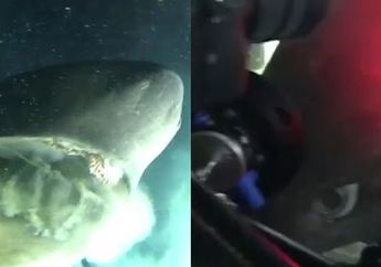 Video Menegangkan Ketika Penyelam Harus Berhadapan dengan Hiu Raksasa yang Muncul Tiba-Tiba