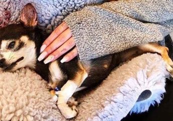 Mengharukan! Kisah Seekor Anjing Chihuahua yang Mati Setelah Menyelamatkan Majikannya dari Penculikan