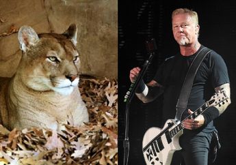 Ajaib, Pendaki Wanita Asal Kanada Usir Seekor Puma yang Mengancam Dirinya dengan Putar Lagu Metallica 