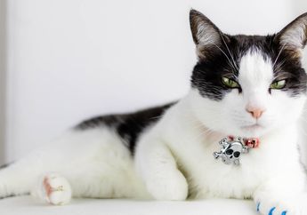 Dianggap Jelmaan Dewa Hingga Miliki 9 Nyawa, ini Alasan Kucing Jadi Hewan Istimewa