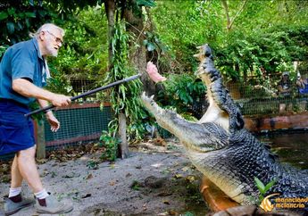 Panjangnya Bisa Mencapai 12 Meter dengan Berat 8 Ton, ini Buaya Terbesar yang Hidup di Muka Bumi