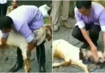 Idul Adha 2019 : Viral Video Cara Membuat Kambing Anteng Sebelum Disembelih, Boleh Dicoba nih