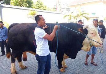 Dulu Harganya Cuma Rp 18,5 Juta, Sapi Berbobot 1180 Kg Milik Peternak Sleman ini Dibeli Jokowi Seharga Rp 100 Juta Jelang Idul Adha 2019