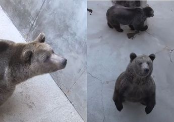 Seumur Hidupnya Beruang ini Berada di Lubang Beton, Begini Reaksinya Saat Dibebaskan ke Alam Liar