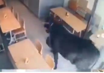 Viral, Seekor Sapi Bikin Geger karena Masuk Kafe di Semarang, Para Pengunjung dan Barista Panik!