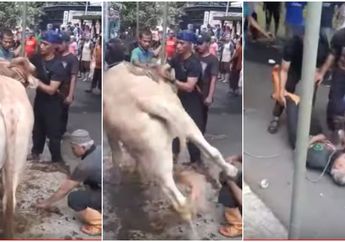 Hendak Menyembelih, Tukang Jagal di Jakarta Barat Ditendang Sapi Kurban hingga 5 Giginya Rontok
