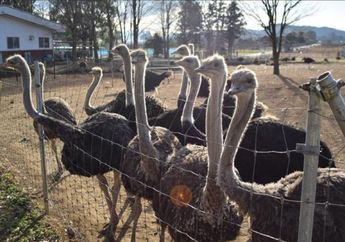 Jangan Keliru, Ternyata Ini 6 Perbedaan Burung Unta & Burung Emu yang Terlihat Mirip!
