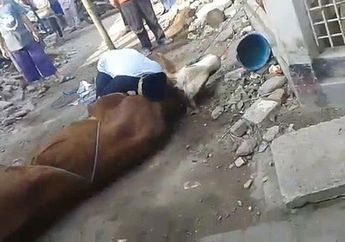 Viral Detik-detik Video Jagal Kurban Meninggal Dunia, Jatuh Tersungkur di Leher Sapi yang Sudah Siap Disembelih, Diduga Gara-gara Kecapekan