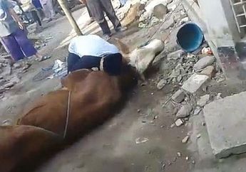 Mengejutkan! Seorang Panitia Kurban di Cimahi Tiba-tiba Meninggal Dunia Diatas Leher Sapi
