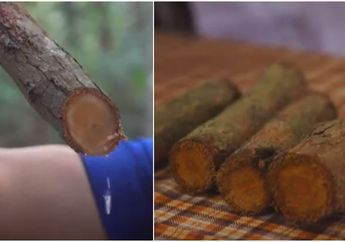 Fakta Tanaman Bajakah, Tumbuhan Asli Kalimantan Tengah yang Viral Setelah Disebut Bisa Sembuhkan Kanker