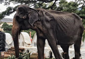 Dipaksa Berjalan Berjam-jam untuk Sebuah Festival, Gajah Ini Sampai Kurus Hingga Badan Tinggal Kulit dan Tulang