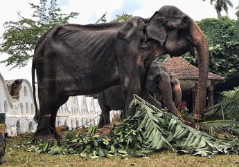 Meski Sudah Berusia 70 Tahun, Gajah Tikiiri Dipaksa Bekerja dan Diarak Siang Malam hingga Sekarat dengan Tubuh Kurus Kering Kerontang