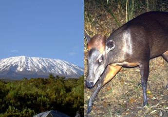 Menilik Hewan Misterius di Kaki Gunung Kilimanjaro, Ada yang Menyendiri dan Suka Mengintai