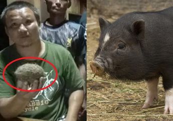 Peternak Babi ini Mendadak Kaya, Saat Temukan Benda Langka Usai Sembelih Babinya, Harganya Capai Rp 56 Miliar