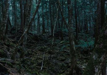 Jadi Tempat Ratusan Orang Bunuh Diri, Hutan Aokigahara Jepang Simpan Sejuta Misteri, Bahkan Kompas Tak Bisa Berfungsi di Sana