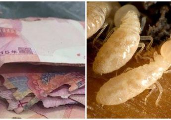 Simpan Uang di Lemari, Nenek ini Terkejut Saat Dapati Uang Rp 20 Jutanya Dimakan Rayap