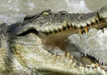 Tubuh Bocah 10 Tahun ini Ditemukan Tinggal Separuh Usai Diserang Buaya Saat Naiki Perahu