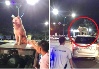 Viral, Kelakuan Lucu Anjing Husky yang Ogah Turun dari Atap Mobil Meski Sudah Diimingi Makanan Berkali-Kali