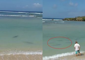 Viral Video Gerombolan Hiu Blacktip Muncul di Tepi Pantai Nusa Dua Bali, Pakar Jelaskan Penyebab Ilmiahnya