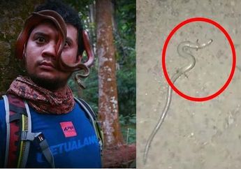 Warga Sulawesi Selatan Dihebohkan Penemuan Ular Berkaki Empat yang Dihubungkan dengan Kiamat, Panji Sang Petualang Angkat Bicara