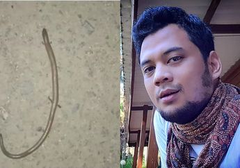 Viral Temuan Ular Berkaki Empat di Sulawesi Selatan yang Disebut sebagai Tanda Kiamat, Panji Petualang: Woi Ini Kadal Ular!