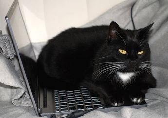 Jangan Marah Dulu Kalau Kucing Tiba-Tiba Duduk di Atas Laptop, Ternyata Ini 4 Alasannya