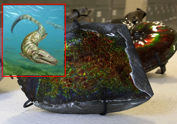 Mulanya Dikira Batu Permata, Penambang ini Ternyata Menemukan Fosil Monster Laut